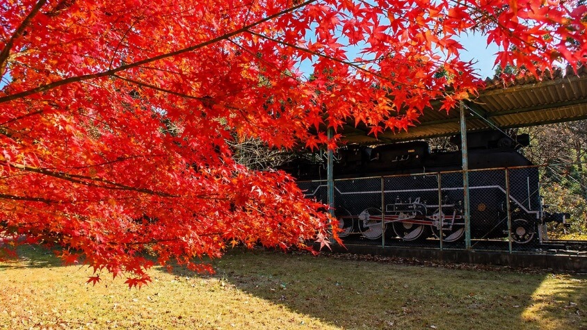D51-831ともみじの紅葉
