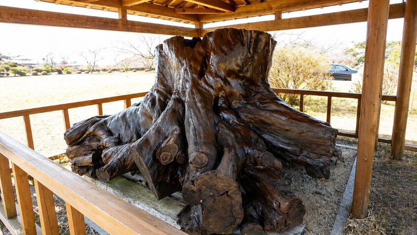 余野公園の芝生広場周辺に展示されている巨大な切り株