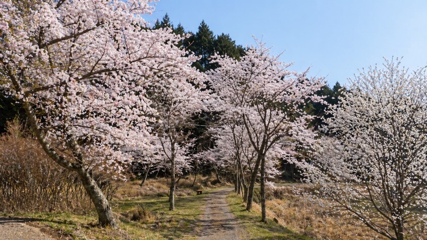 霊山寺桜並木