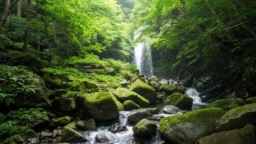白藤滝