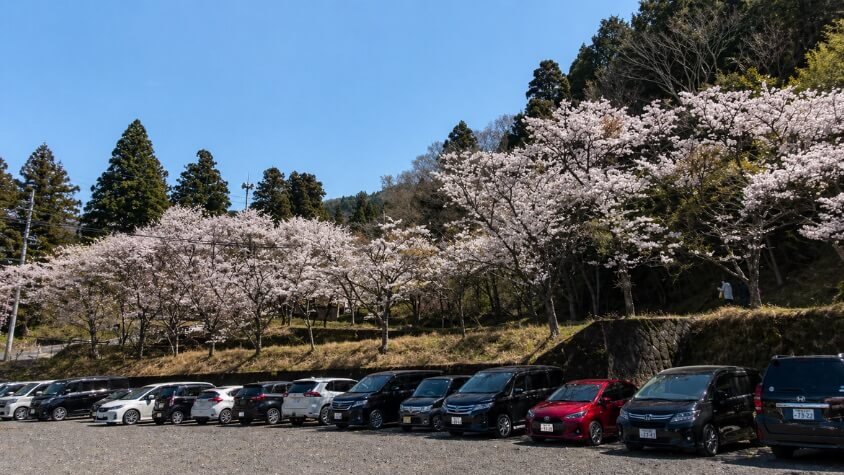 霊山寺駐車場と桜並木