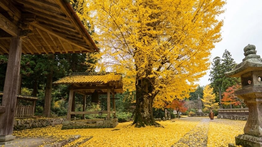 イチョウの紅葉